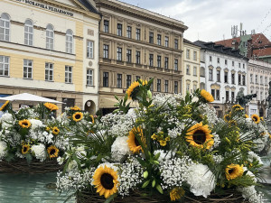U želv plují květinové kruhy. Arionova kašna v Olomouci ožila atraktivní úpravou