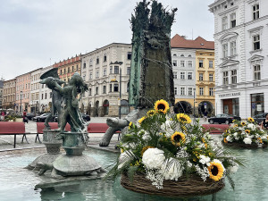 U želv plují květinové kruhy. Arionova kašna v Olomouci ožila atraktivní úpravou
