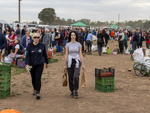 FOTO, VIDEO: Osm tisíc pytlů a dvě hodiny ve frontě. Samosběr zeleniny u Olomouce trhal rekordy