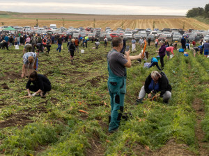 FOTO, VIDEO: Osm tisíc pytlů a dvě hodiny ve frontě. Samosběr zeleniny u Olomouce trhal rekordy