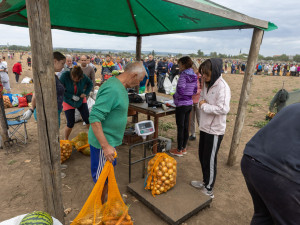 FOTO, VIDEO: Osm tisíc pytlů a dvě hodiny ve frontě. Samosběr zeleniny u Olomouce trhal rekordy