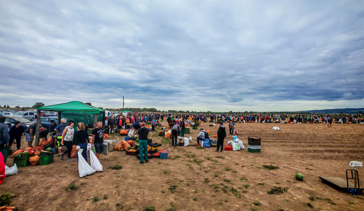 Osm tisíc pytlů a dvě hodiny ve frontě. Samosběr zeleniny u Olomouce trhal rekordy