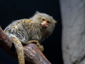 Nejmenší opice světa na Svatém Kopečku: Zoo Olomouc získala pár kosmanů zakrslých východních