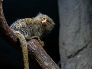 Nejmenší opice světa na Svatém Kopečku: Zoo Olomouc získala pár kosmanů zakrslých východních