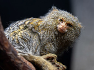 Nejmenší opice světa na Svatém Kopečku: Zoo Olomouc získala pár kosmanů zakrslých východních