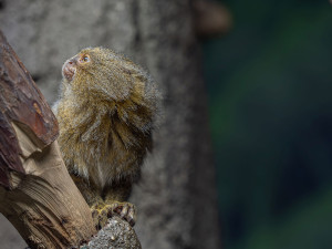 Nejmenší opice světa na Svatém Kopečku: Zoo Olomouc získala pár kosmanů zakrslých východních