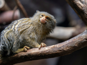 Nejmenší opice světa na Svatém Kopečku: Zoo Olomouc získala pár kosmanů zakrslých východních