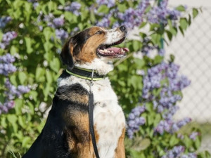 HLEDÁME PÁNÍČKA: V útulku v Mohelnici čekají tři pohodoví pejsci. Dostanou novou šanci?