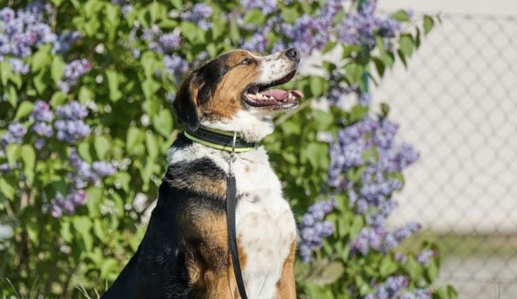 HLEDÁME PÁNÍČKA: V útulku v Mohelnici čekají tři hodní pejsci. Dostanou novou šanci?