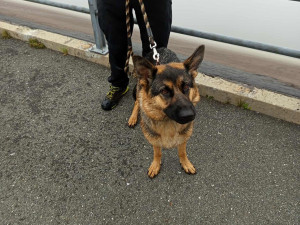 Německý ovčák vběhl v mlze do nádrže elektrárny Dlouhé stráně, prudký svah ho uvěznil