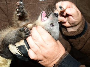 Nový binturong v olomoucké zoo. Ošetřovatelé se k mláděti dostali až po několika týdnech