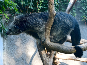 Nový binturong v olomoucké zoo. Ošetřovatelé se k mláděti dostali až po několika týdnech