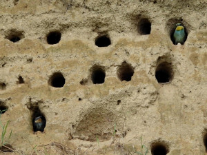Léto se blíží ke konci. Do teplých krajin odlétají i vlhy pestré