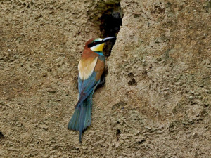 Léto se blíží ke konci. Do teplých krajin odlétají i vlhy pestré
