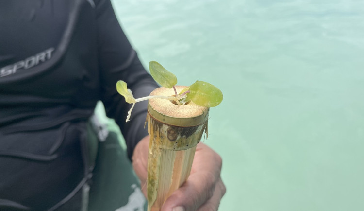 Liberecká zoo sází v Indonésii mořskou trávu a korály, obnovuje tím tamní ekosystém