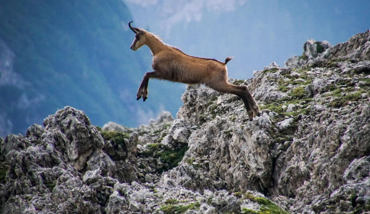 Myslivec na Českolipsku zastřelil jediného kamzíka v honitbě, je obviněn z pytláctví