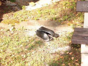 Hyena na hřbitově v Olomouci, pět desítek poničených nebo otevřených hrobů. Ničema hledal cennosti