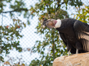 Největší dravci světa v olomoucké zoo. Kondoři mají novou voliéru
