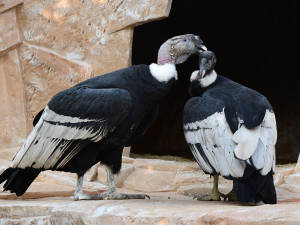 Největší dravci světa v olomoucké zoo. Kondoři mají novou voliéru