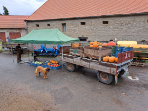 Počasí se umoudřilo. Samosběr brambor, cibule a mrkve u Ludéřova zítra startuje