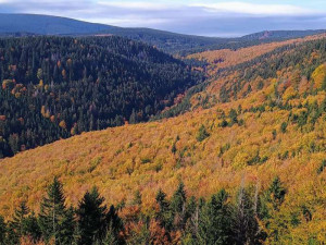 Rezervace Skalní potok se rozšířila o sedm hektarů. Nedostatečné, tvrdí aktivisté