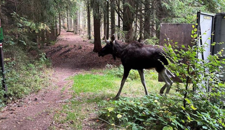 Tisíce lidí sledují losa Emila online. Jeho smrt by je zasáhla, zjistil průzkum