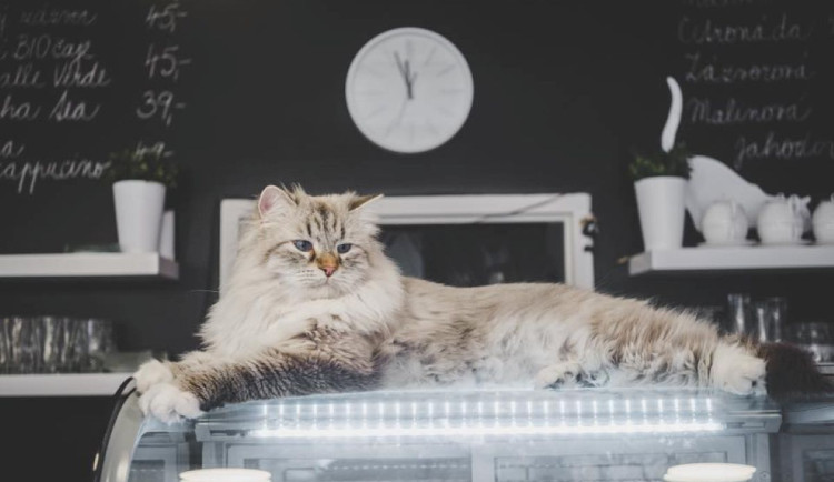 Kam na kávu v Olomouci? Historické kulisy, kapka magie, ale i kočičí společnost