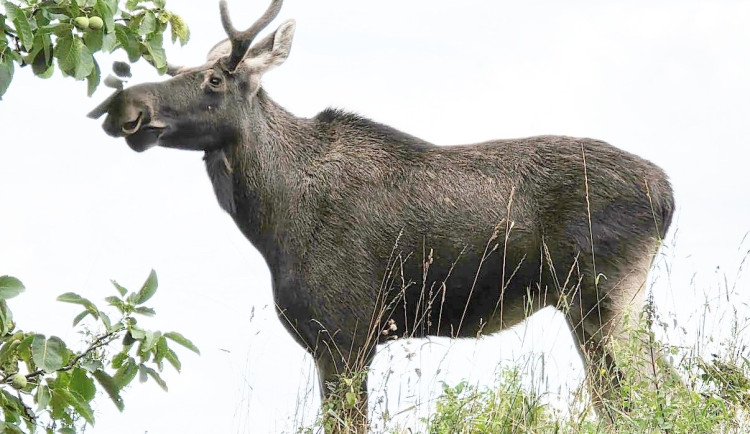 Dálnice i pole tvoří bariéry. Chybí biokoridory pro zvířata, ukázal případ Emila