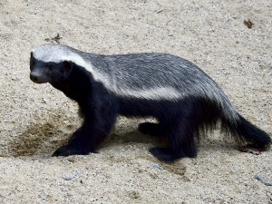 Nebojácné šelmy na Svatém Kopečku. V Zoo Olomouc přišla na svět medojedí dvojčata