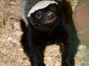 Nebojácné šelmy na Svatém Kopečku. V Zoo Olomouc přišla na svět medojedí dvojčata