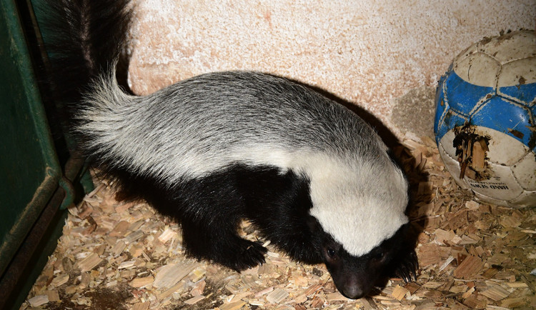 Medojed kapský v Zoo Olomouc