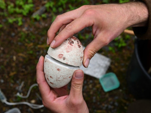 Chytrý podkladek a spousta sond. Data ze Zoo Olomouc přispějí k ptačí reprodukci