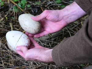 Chytrý podkladek a spousta sond. Data ze Zoo Olomouc přispějí k ptačí reprodukci