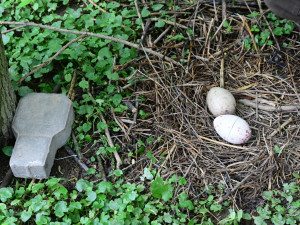 Chytrý podkladek a spousta sond. Data ze Zoo Olomouc přispějí k ptačí reprodukci