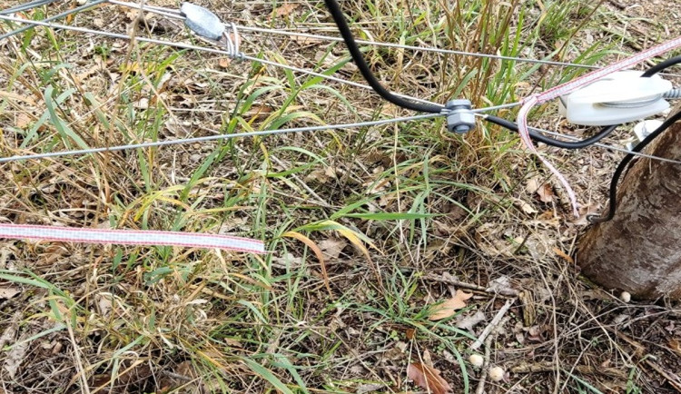 V Podyjí někdo poškodil elektrické ohradníky, ohrozil tím divoké koně