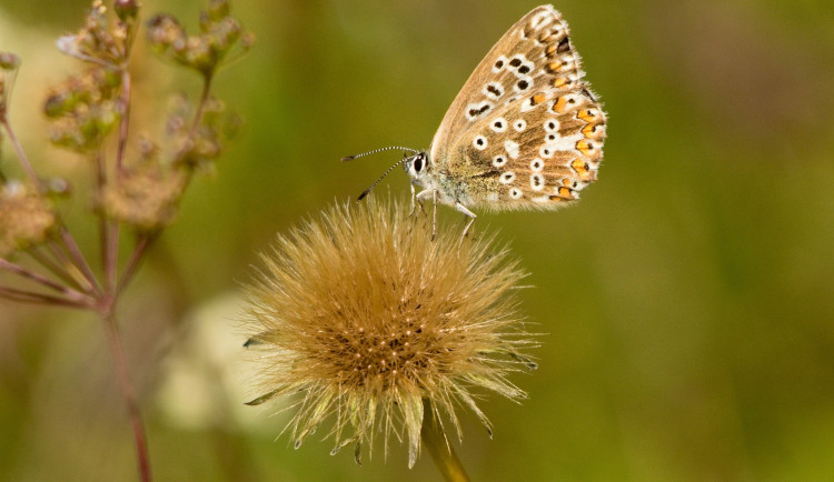 Ochránci přírody získali díky dárcům louku plnou vzácných motýlů v Pošumaví