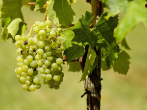 Můžeme se těšit, kvalita bílých hroznů je v letos výborná. Vinobraní skončí s říjnem