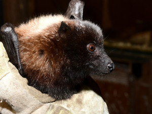 Pětadvacet vzácných kaloňů odjelo z olomoucké zoo do Amsterdamu a Curychu