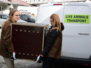 Pětadvacet vzácných kaloňů z olomoucké zoo odcestovalo do Amsterdamu a Curychu
