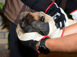 Pětadvacet vzácných kaloňů z olomoucké zoo odcestovalo do Amsterdamu a Curychu