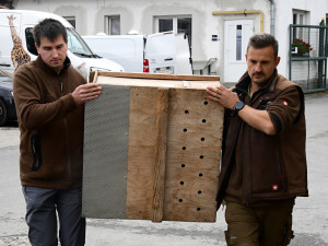 Pětadvacet vzácných kaloňů z olomoucké zoo odcestovalo do Amsterdamu a Curychu
