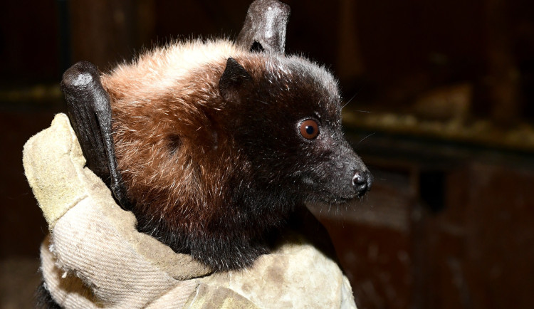 Pětadvacet vzácných kaloňů z olomoucké zoo odcestovalo do Amsterdamu a Curychu