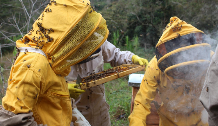 Karlovarský kraj podpoří včelaře částkou více než 1,6 milionu korun