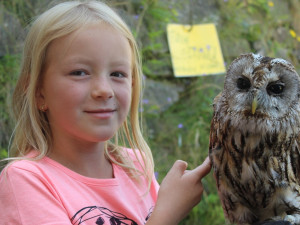 Hrad Sovinec zve na sokolnické lovy