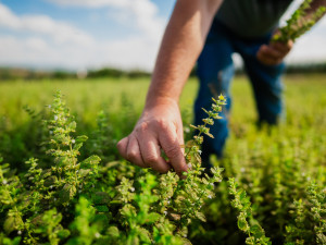 02_Kromě sadů pěstuje i byliny (2)