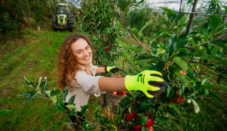 01_Kofola rozšiřuje své sady (1)