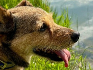 HLEDÁME PÁNÍČKA: Pluto a Beník z Javorníku, pejsci jako z pohádky vyhlížejí nový domov