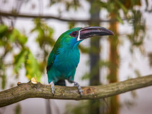 Vzácní papoušci i orchideje. Olomoucké výstaviště nabízí dvě akce plné exotiky
