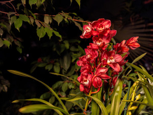 Vzácní papoušci i orchideje. Olomoucké výstaviště nabízí dvě akce plné exotiky