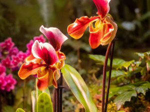 Vzácní papoušci i orchideje. Olomoucké výstaviště nabízí dvě akce plné exotiky